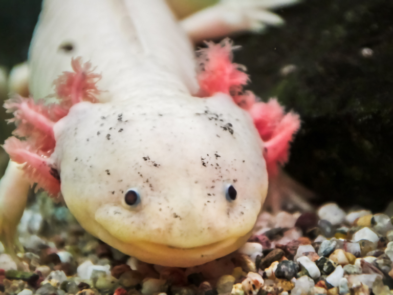 El-Axolote-(Ambystoma-mexicanum)