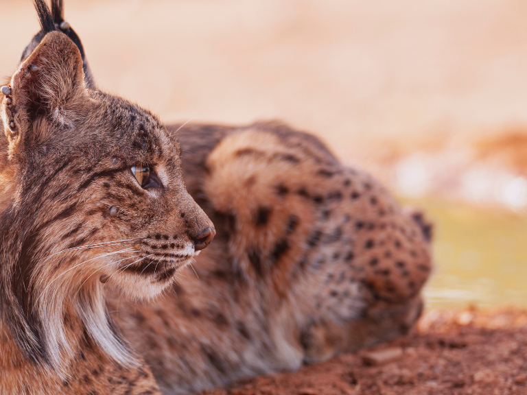 El-Lynx-pardinus-tambien-conocido-como-lince-iberico