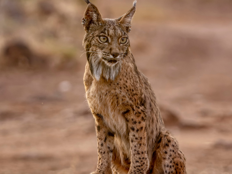 El-lince-iberico-es-una-criatura-cautivadora-y-majestuosa