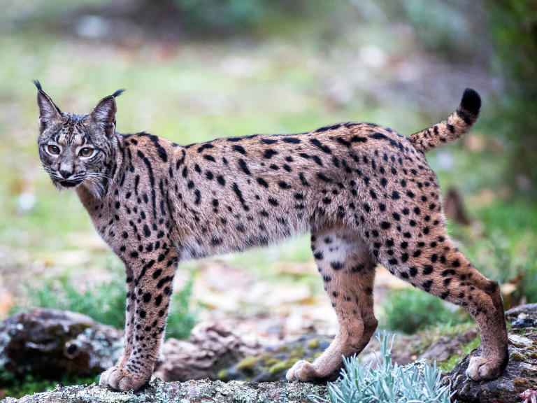 El-majestuoso-y-elusivo-felino-iberico