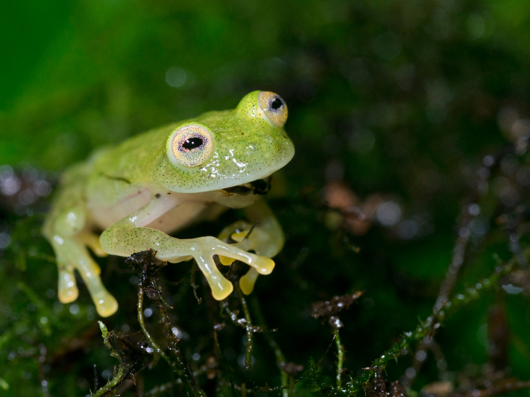 Frog-in-Tambopata-Research-Center