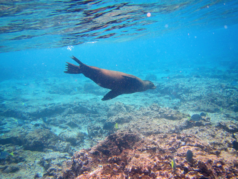 vida-submarina-en-las-islas-galapagos