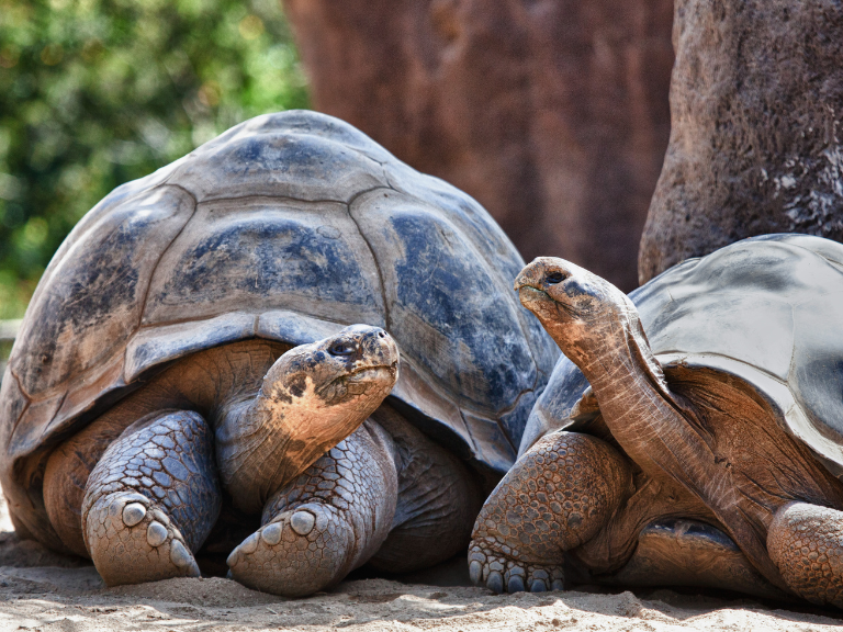 tortugas-galapagos-bautizadas-asi-por-los-primeros-españoles-al-llegar-al-archipielago