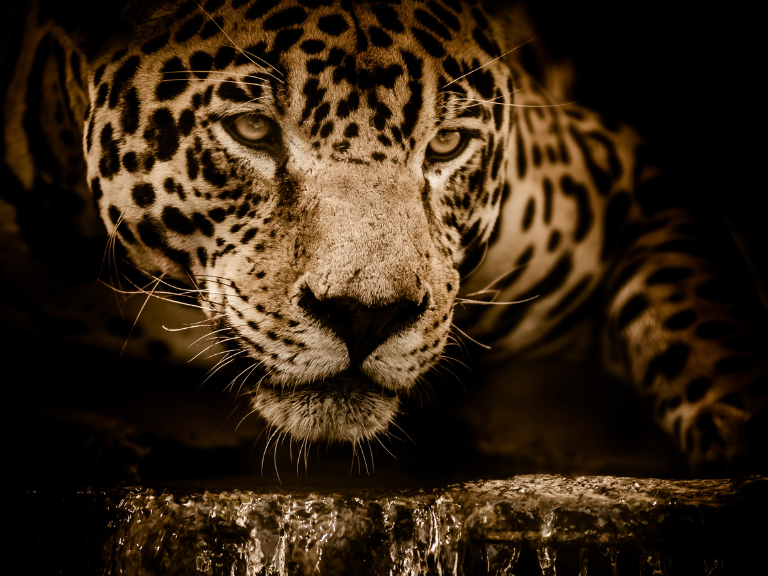 El-Jaguar-(Panthera-onca)-es-el-felino-más-grande-de-las-Américas
