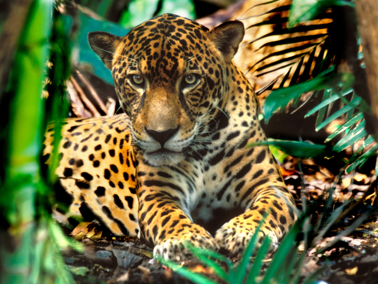 Jaguar-panthera-onca-Peru