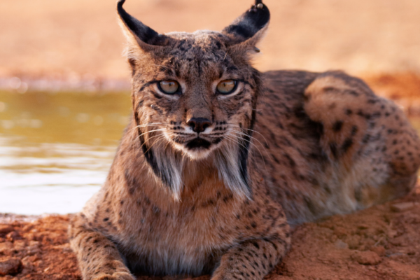 Lince-iberico-Belleza-y-Conservacion-de-los-Felinos-Ibericos