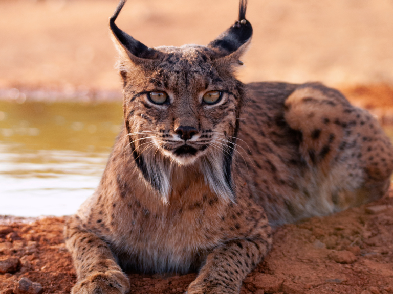 Lince-iberico-Belleza-y-Conservacion-de-los-Felinos-Ibericos