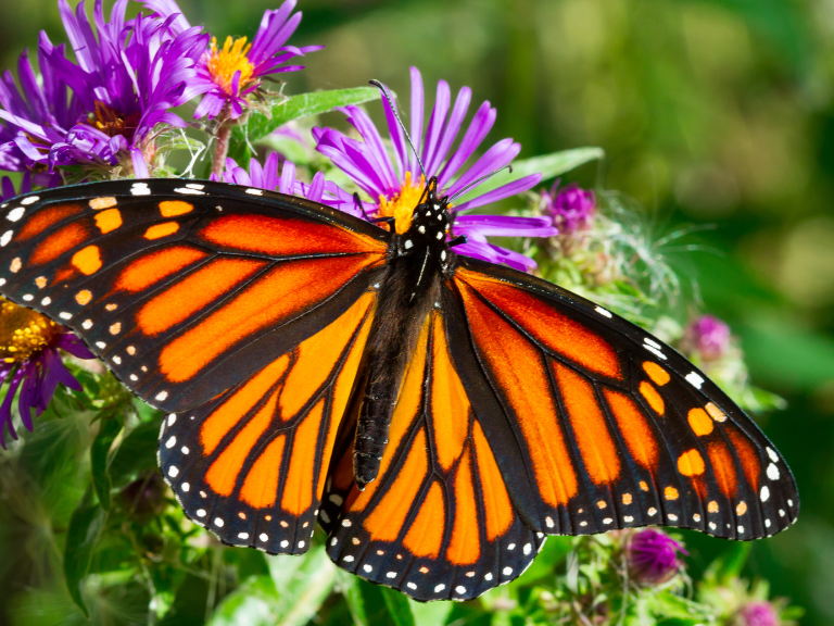 La-Mariposa-Monarca-(Danaus-plexippus)