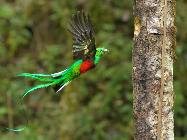 El-Quetzal-Resplandeciente-(Pharomachrus-mocinno)