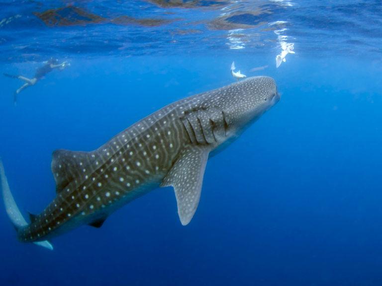 El-Tiburón-Ballena-(Rhincodon-typus)