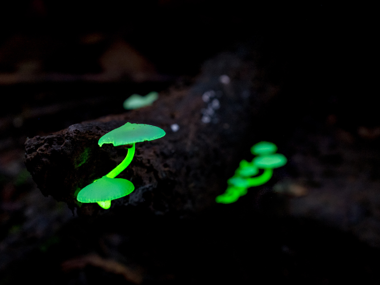 bioluminescent-fungi