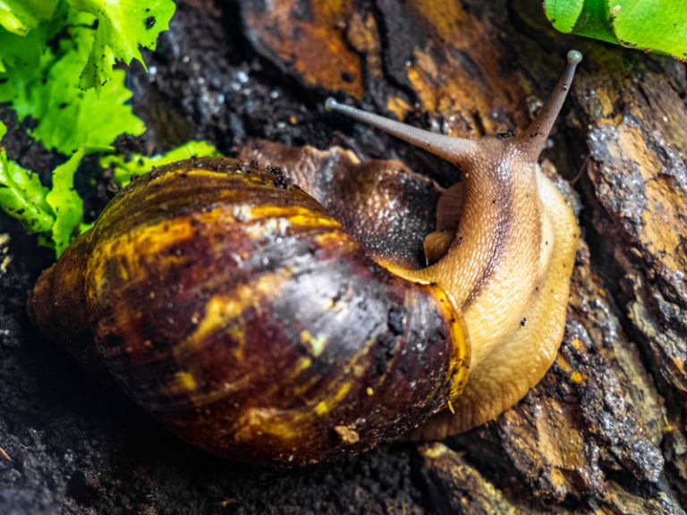 Caracol Africano, una amenaza global.