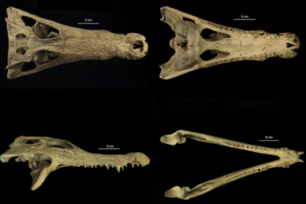 El-Cocodrilo-del-Apaporis-Una-Nueva-Especie-para-la-Ciencia