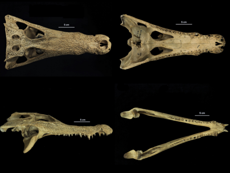 El-Cocodrilo-del-Apaporis-Una-Nueva-Especie-para-la-Ciencia