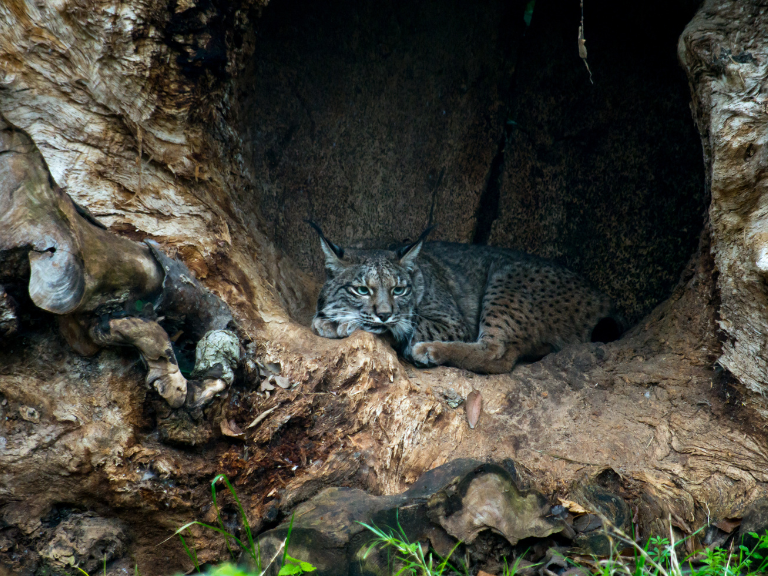 un-futuro-mas-brillante-para-el-lince-iberico