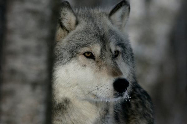 Importancia-de-los-Lobos-en-Yellowstone-La-Verdadera-Historia