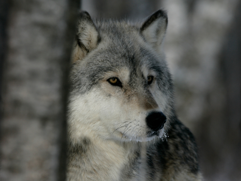 Importancia-de-los-Lobos-en-Yellowstone-La-Verdadera-Historia