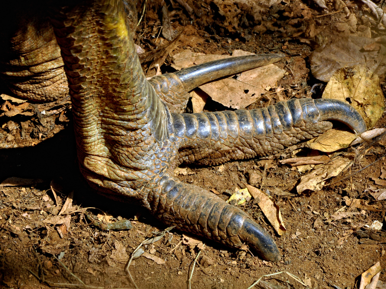 La-fuerza-de-un-casuario-se-deriva-de-sus-poderosas-patas-y-garras