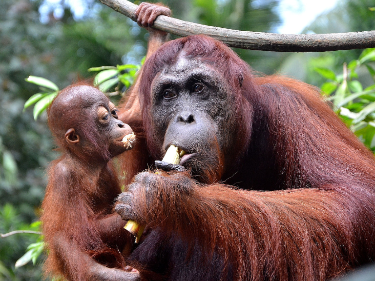 Top-Ecotourism-Destinations-Discover-Nature-Beauty-and-Sustainability-Borneo