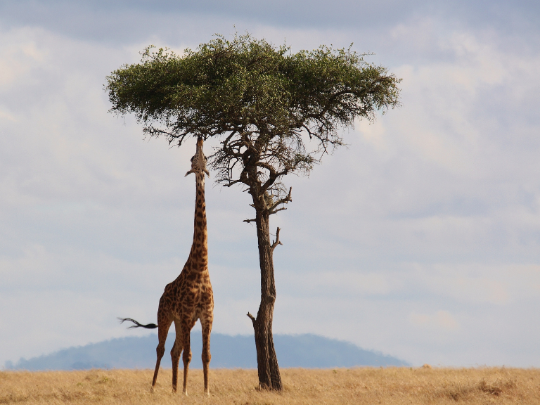 Top-Ecotourism-Destinations-Discover-Nature-Beauty-and-Sustainability-Kenya