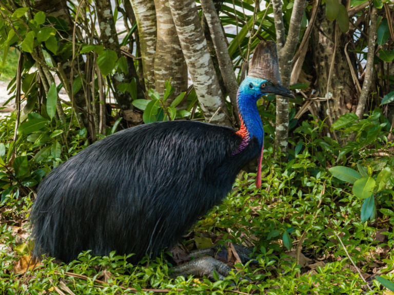 los-casuarios-son-aves-peligrosas-para-los-intrusos