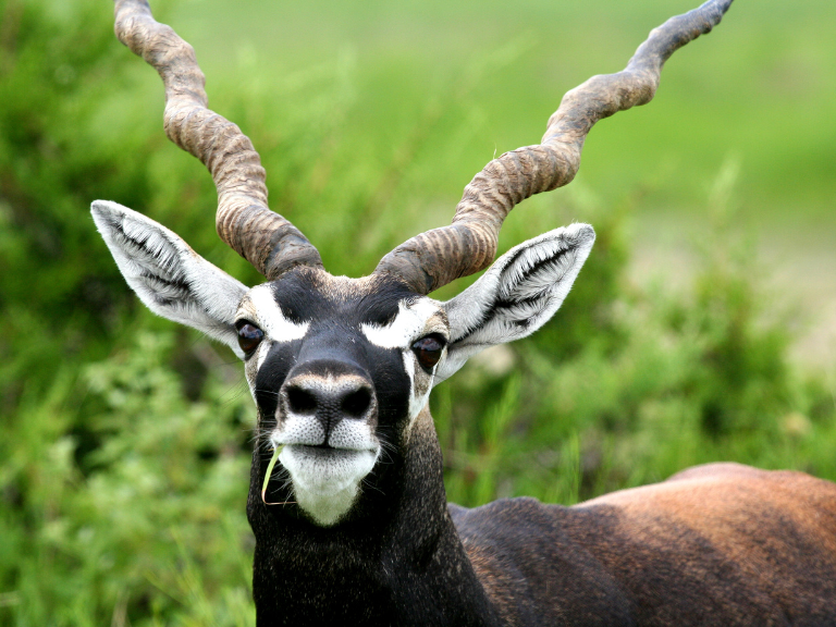 ntilope-Blackbuck-Antilope-Cervicapra-Velocidad-y-Gracia-en-las-Llanuras