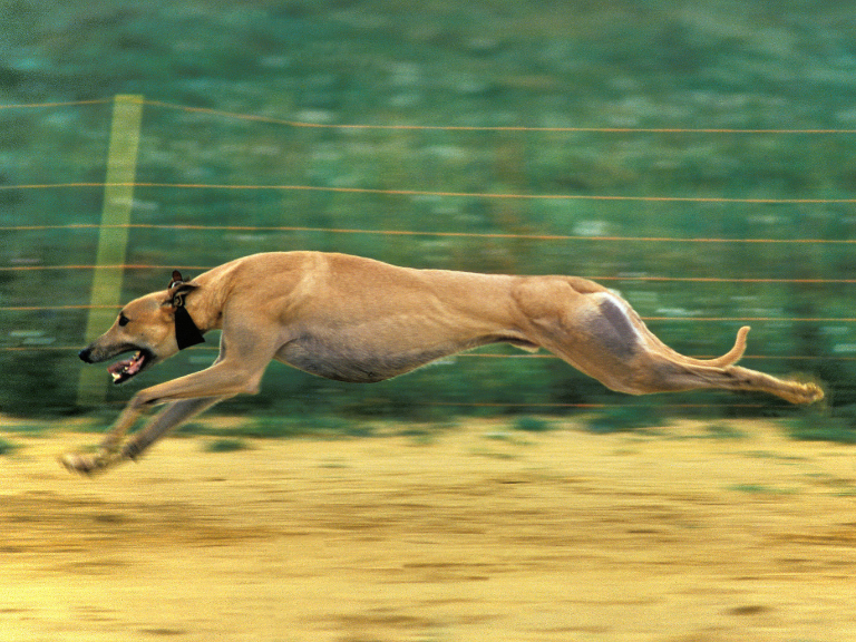 Canis-Lupus-Familiaris-Velocidad-en-la-Pista-del-Galgo-de-Carreras