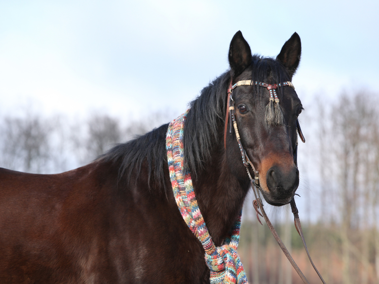Equus-Ferus-Caballus-Majestuosidad-del-Caballo-Cuarto-de-Milla-Velocidad-y-Elegancia-en-Cada-Zancada