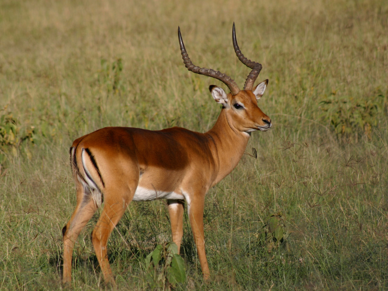 Impala-Veloz-Aepyceros-melampus-Un-Baile-Agil-en-las-Llanuras-Africanas