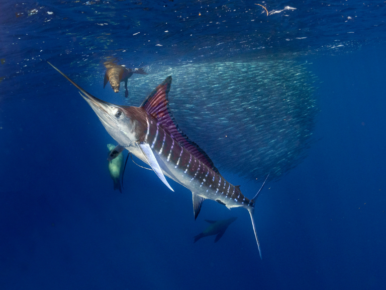 Majestuosidad-del-Marlin-Azul-Makaira-nigricans-Velocidad-y-Poder-en-las-Profundidades-Marinas