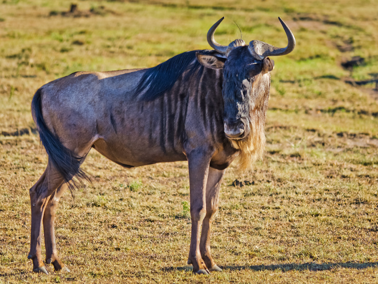 Nu-Azul-Connochaetes-taurinus-Velocidad-en-la-Estampida-de-las-Llanuras-Africanas