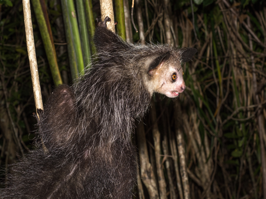 Aye-Aye-Daubentonia-madagascariensis