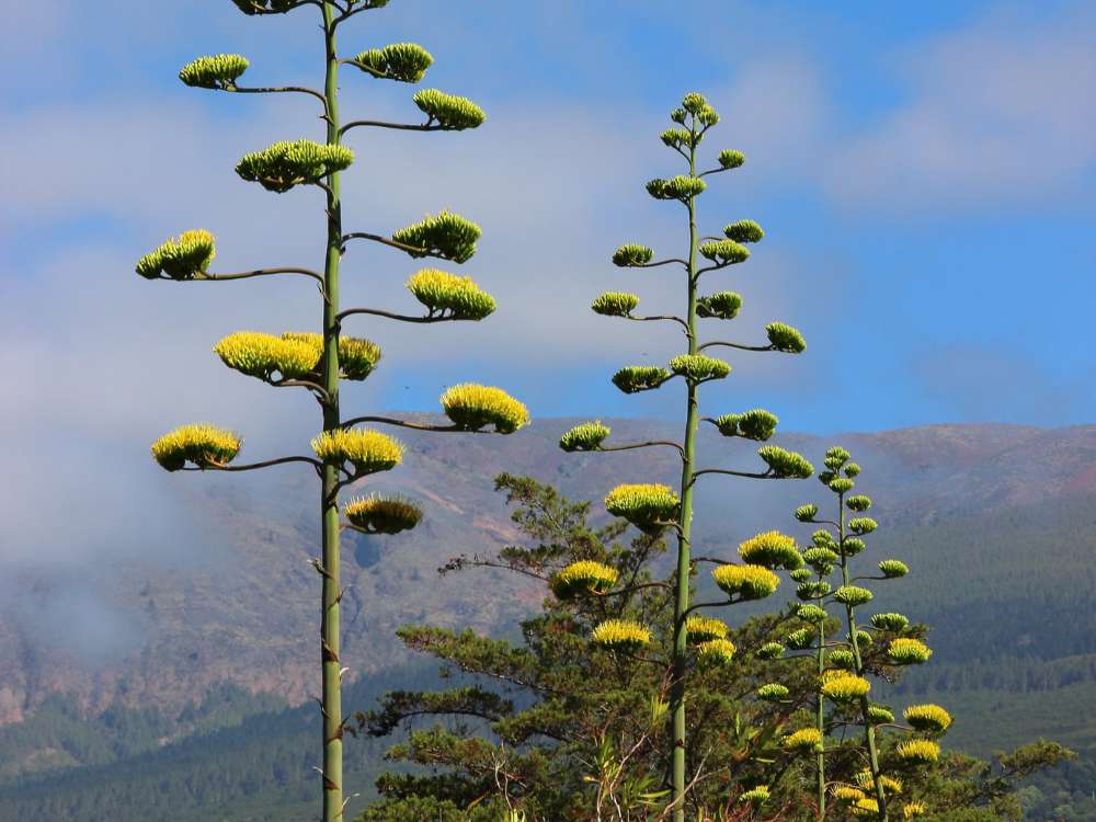 Diversidad-de-agaves-