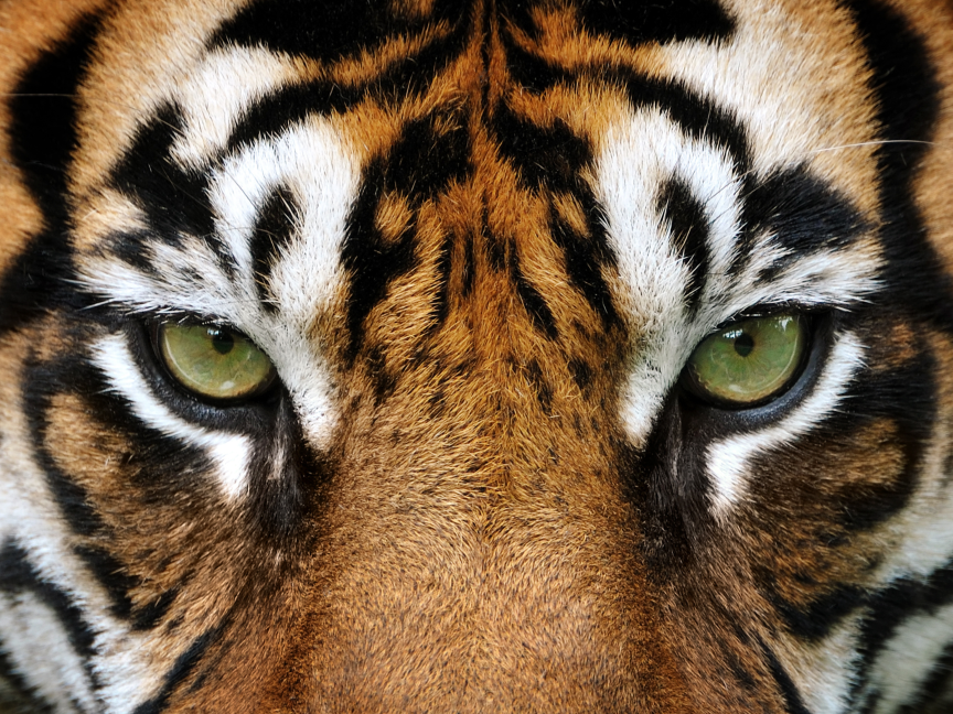 Diferentes-Tipos-de-tigres-seis-subespecies-natural-press
