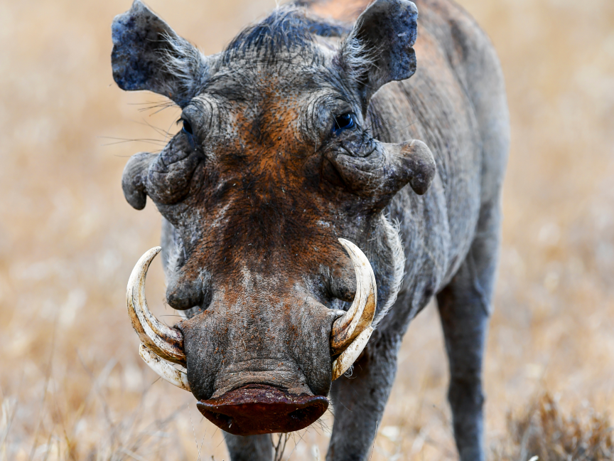 Jabali-verrugoso-Phacochoerus