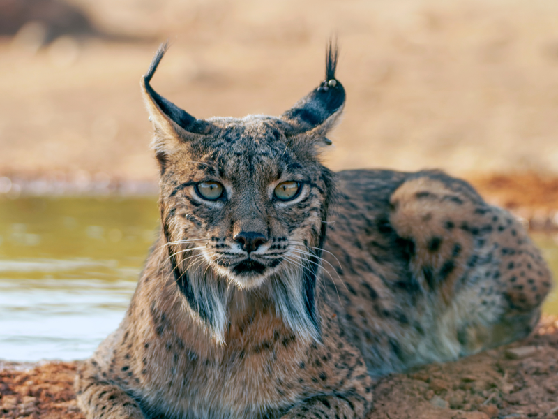 Lince-iberico-peligro-de-extincion