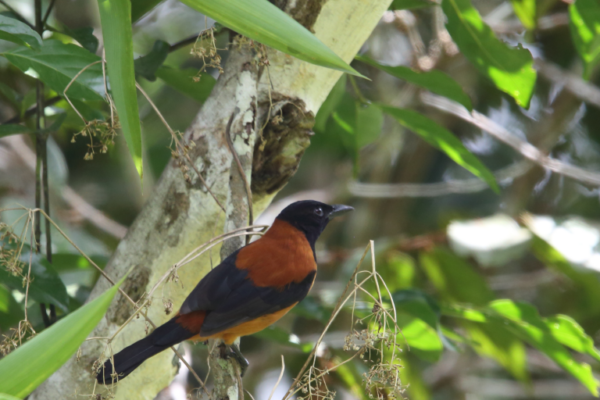 Pitohui-encapuchado-pajaro-venenoso-natural-press