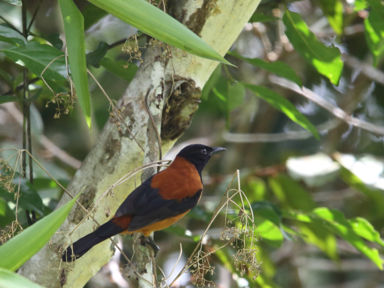 Pitohui-encapuchado-pajaro-venenoso-natural-press