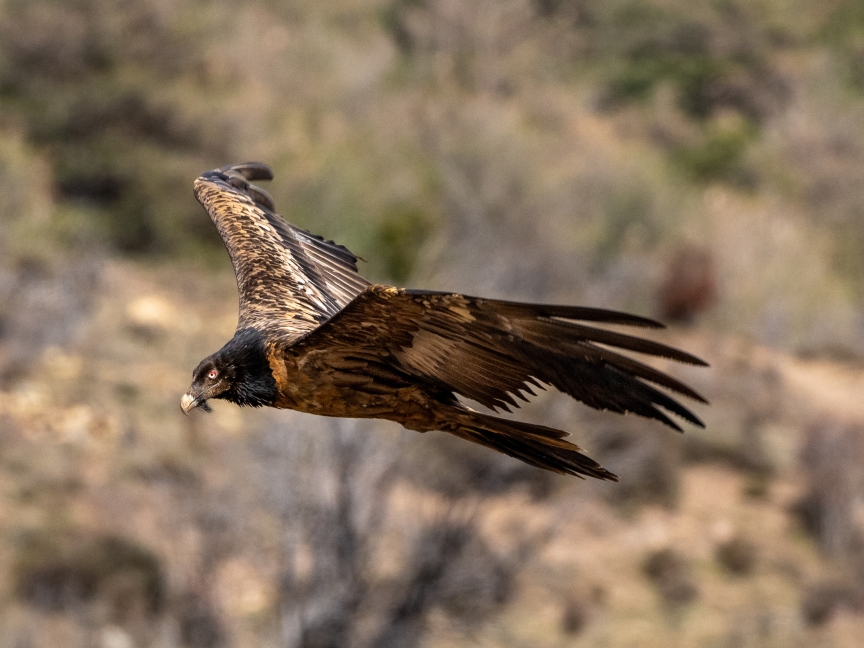 Quebrantahuesos-Gypaetus-barbatus-peligro-de-extincion