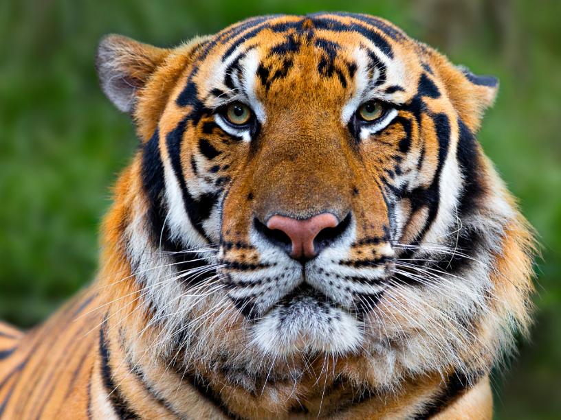 Tigre-Indochino-Panthera-tigris-corbetti-natural-press