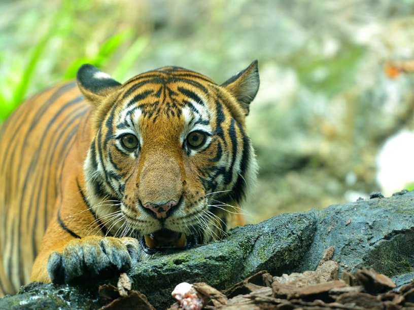 Tigre-Malayo-Panthera-tigris-jacksoni
