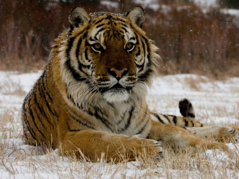 Tigre-de-Amur-Panthera-tigris-altaica-siberiano-amur