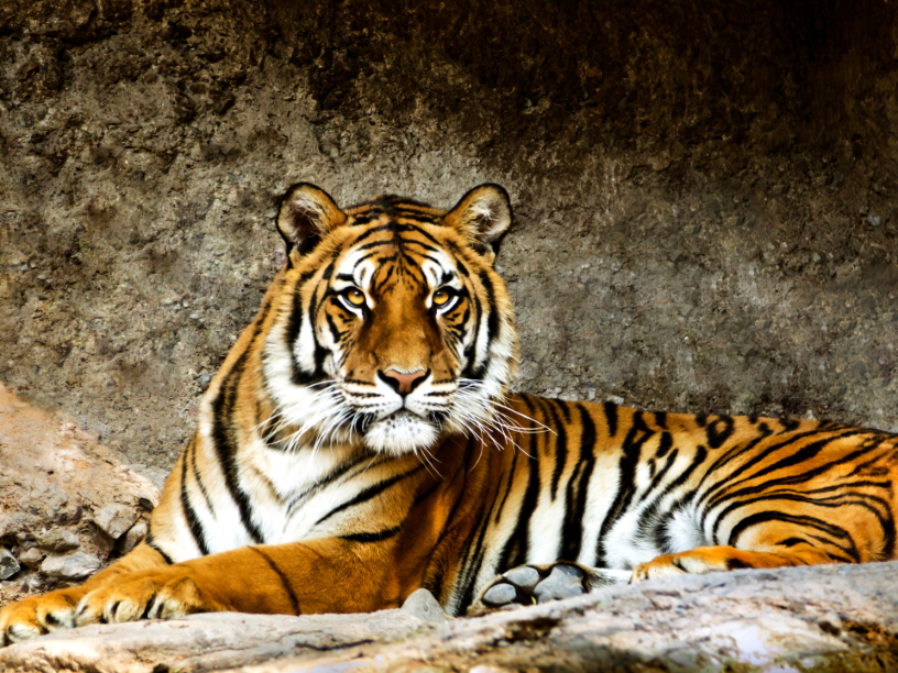 Tigre-de-Bengala-Panthera-tigris-tigris