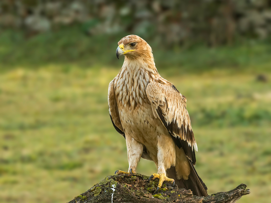 aguila-imperial-iberica-peligro-de-extincion