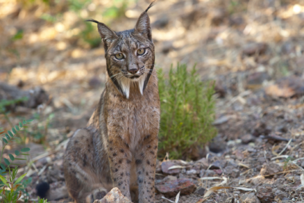 animales-en-peligro-de-extincion-espana