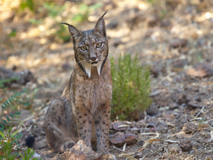 animales-en-peligro-de-extincion-espana