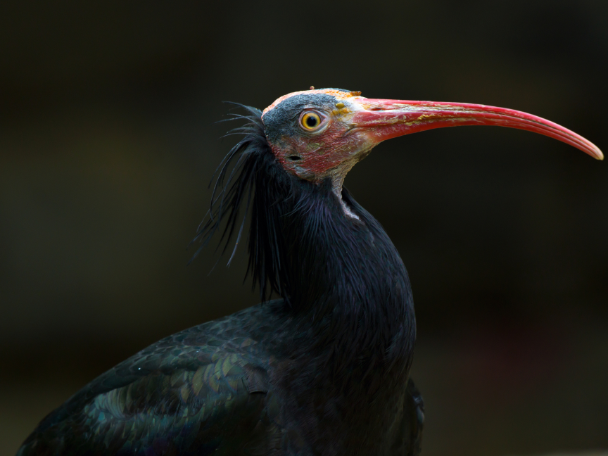ibis-calvo-del-norte-Geronticus-eremita
