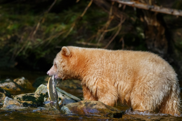 oso-kermode-salmon-siembra-bosques-natural-press