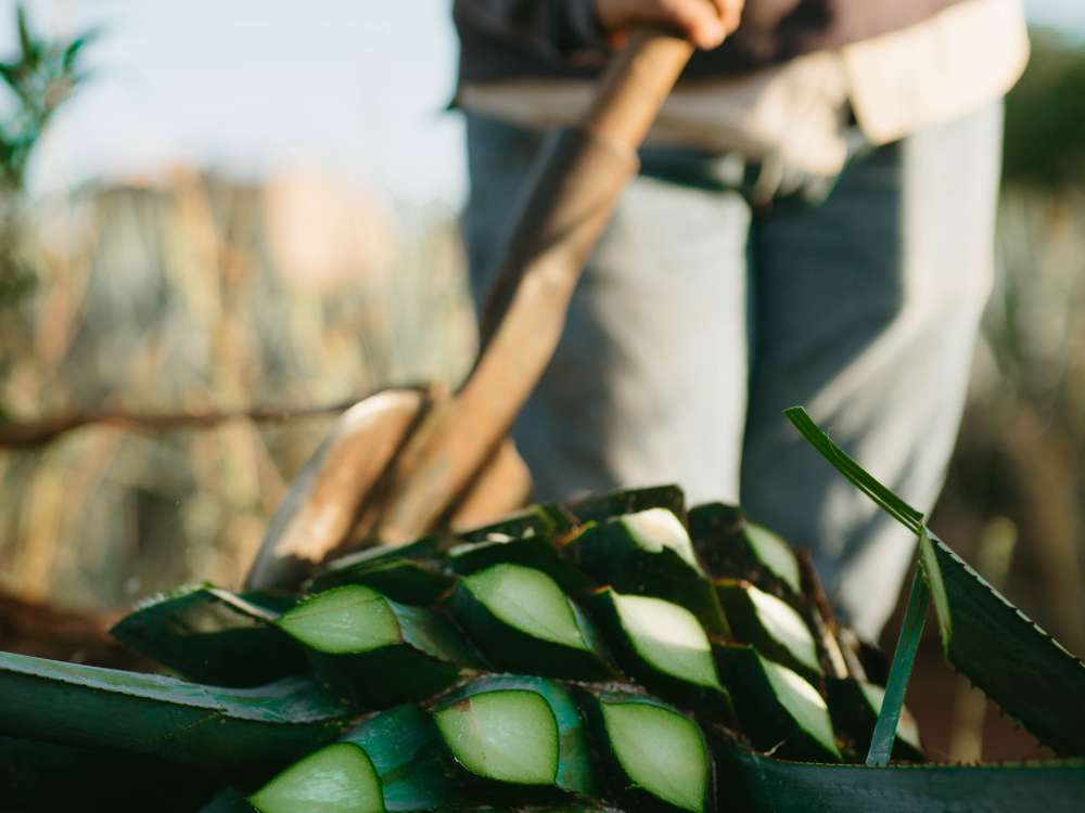 Producción-del-pulque-un-proceso-ancestral-