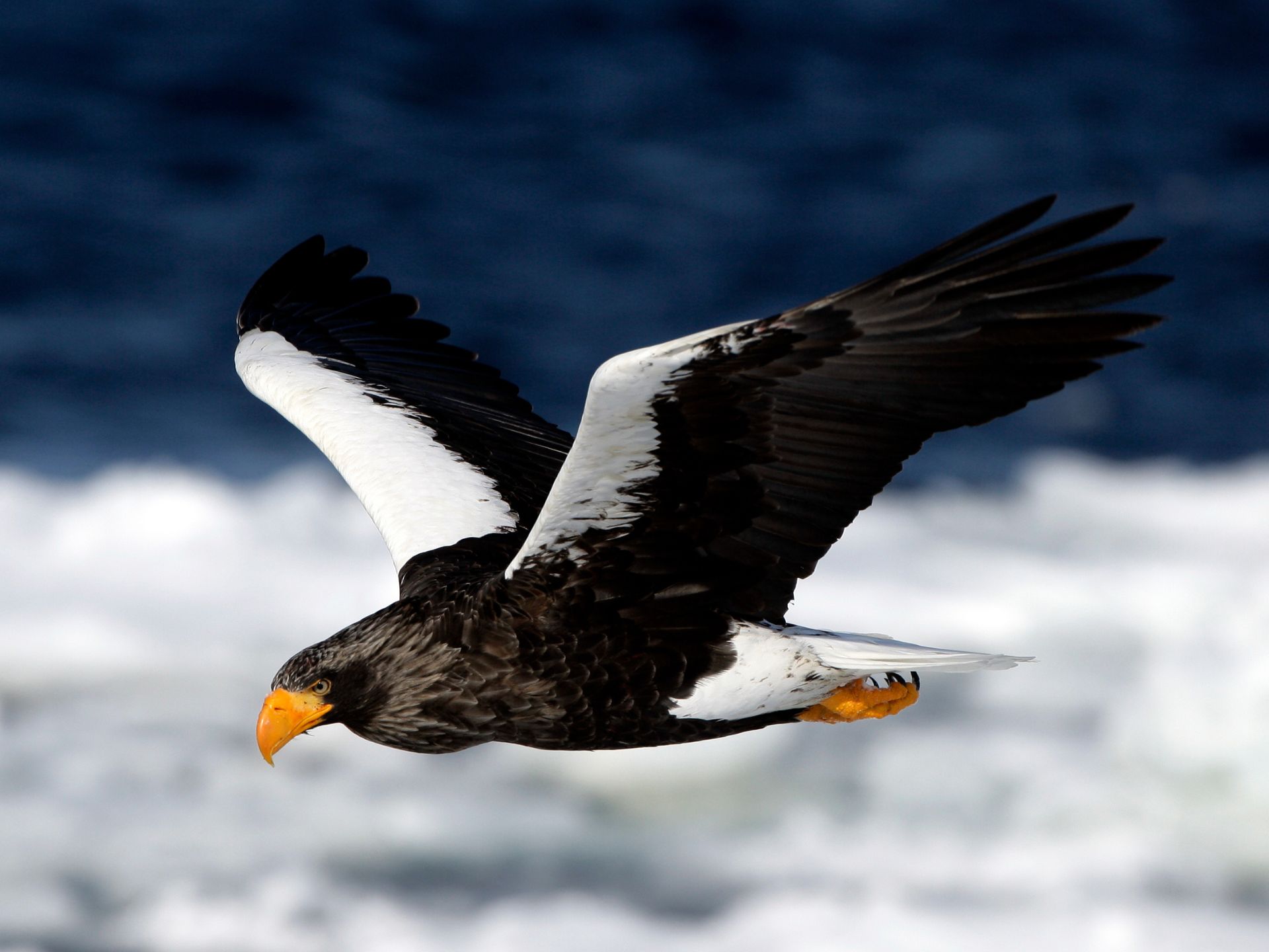 aguila-de-steller-Haliaeetus-pelagicus